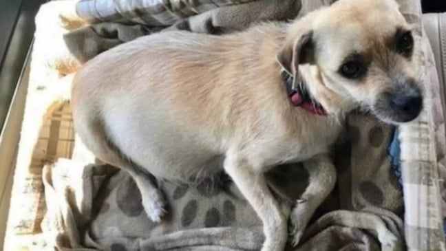 Cachorra grávida em banco de carro