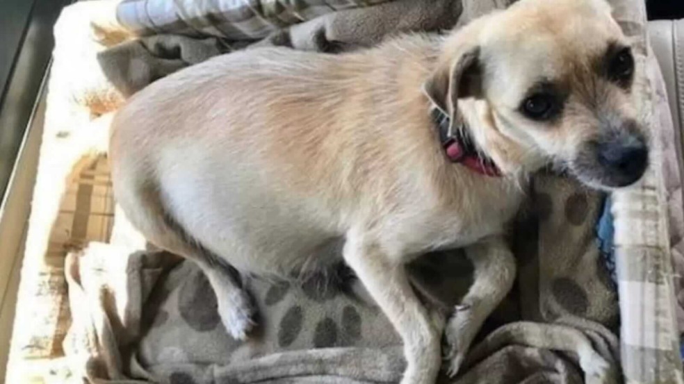 Cachorra grávida em banco de carro