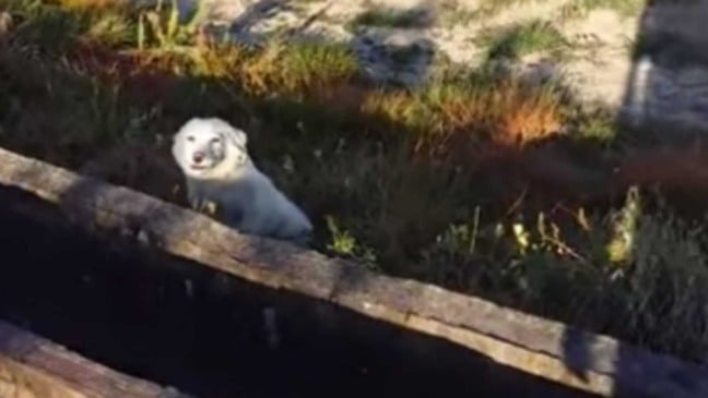 Cachorro em canteiro