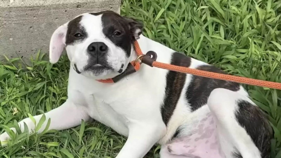 Cachorro abandonado em placa de 'pare' quer carinho antes de ser resgatado