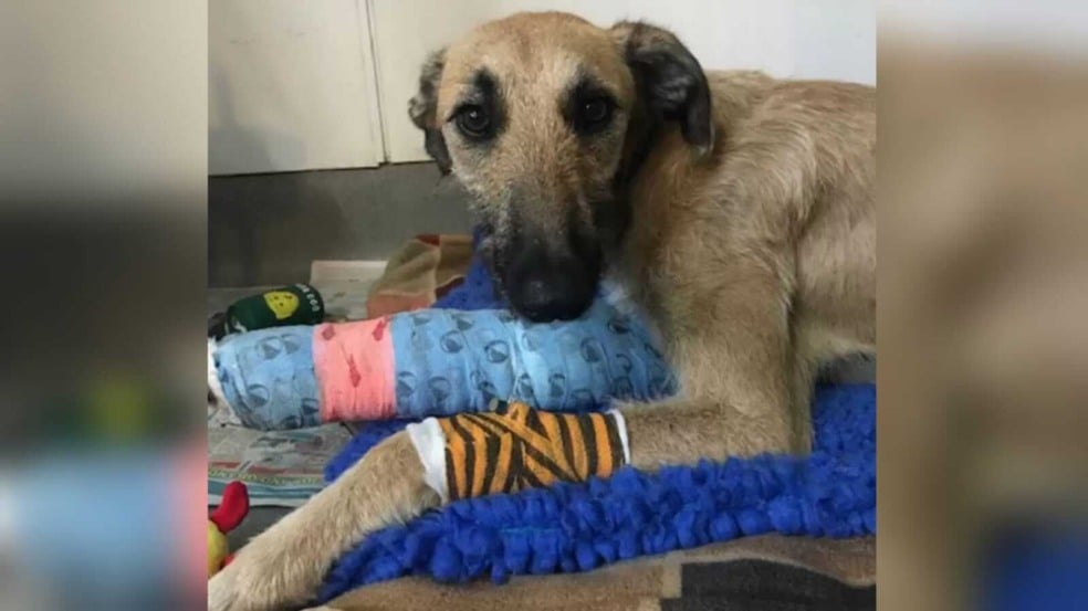 Cachorro com pata enfaixada