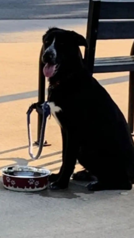 Cachorro abandonado amarrado em ponto de ônibus