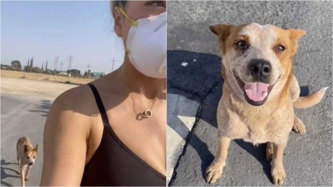 Cachorro sorridente seguindo mulher