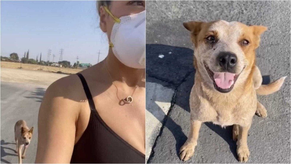 Cachorro sorridente seguindo mulher