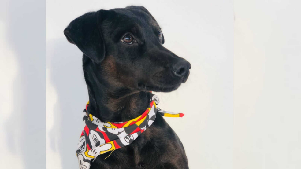 Cachorro preto Cachorro preto