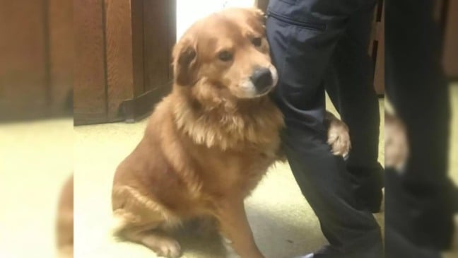 Cachorro abraçando perna de homem