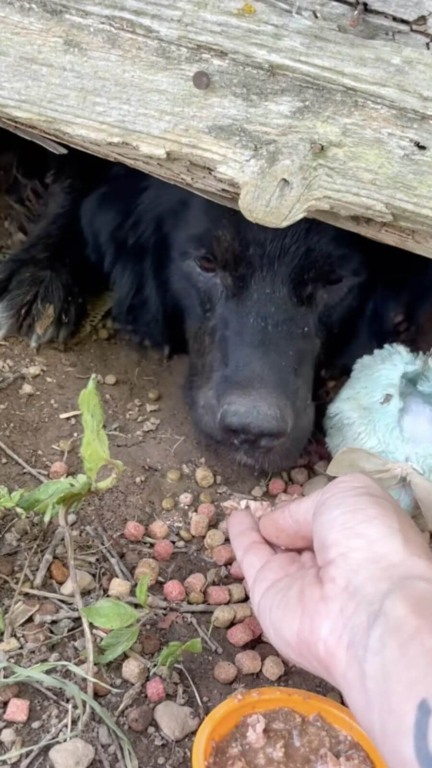 Cachorro abandonado embaixo de casa vazia com filhotes
