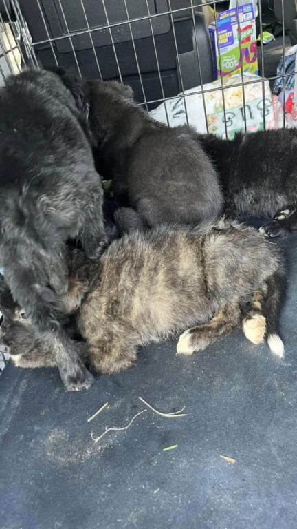 Cachorro abandonado embaixo de casa vazia com filhotes