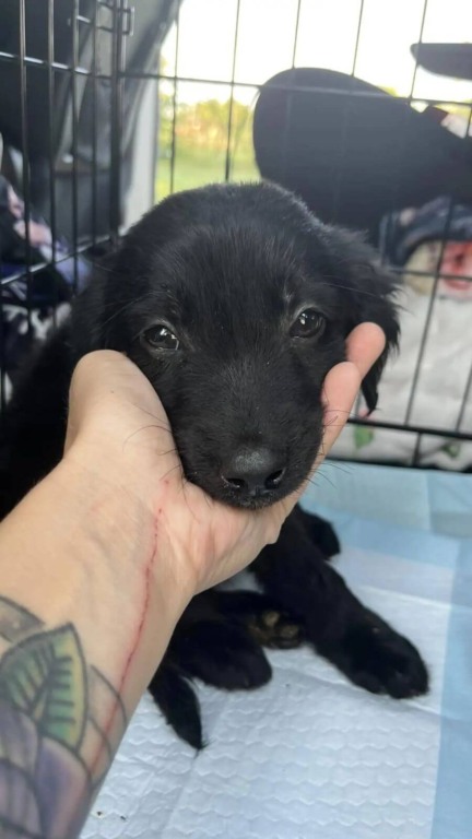 Cachorro abandonado embaixo de casa vazia com filhotes