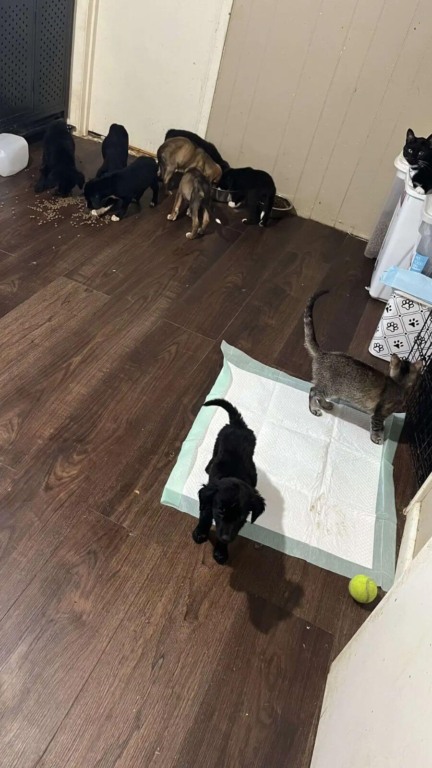 Cachorro abandonado embaixo de casa vazia com filhotes