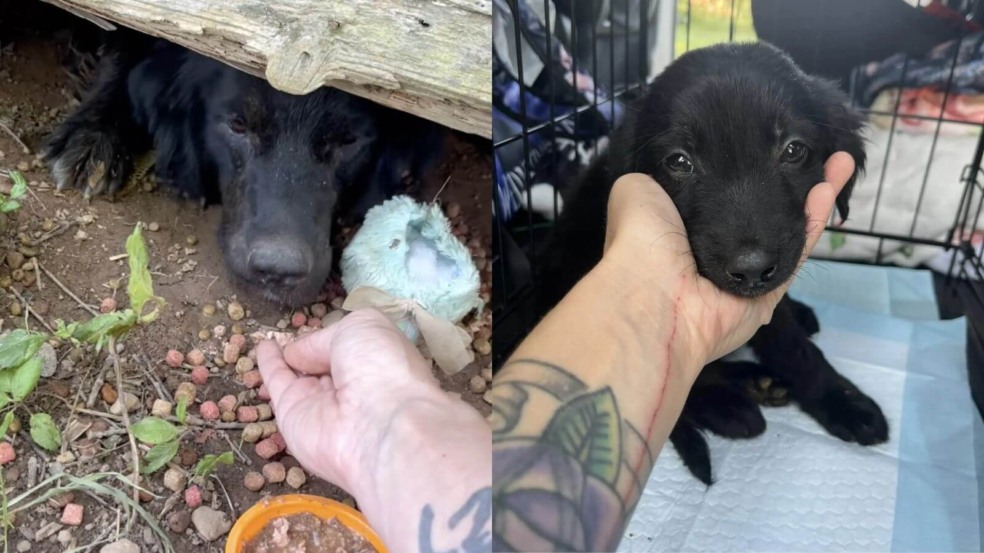 Cachorro abandonado embaixo de casa vazia com filhotes