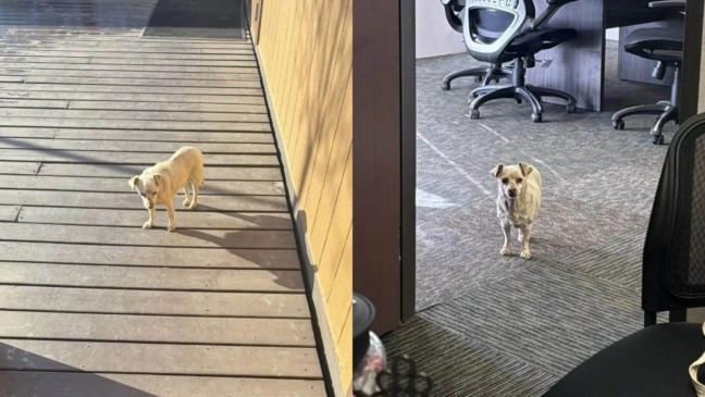 Cachorro abandonado em canteiro de obras
