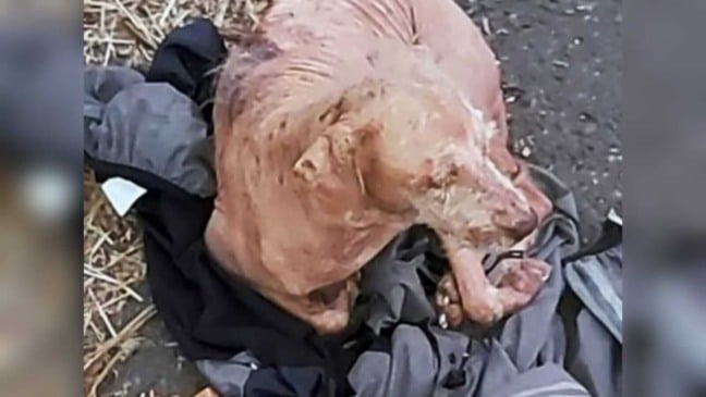 Cachorro deitado em jaqueta no chão