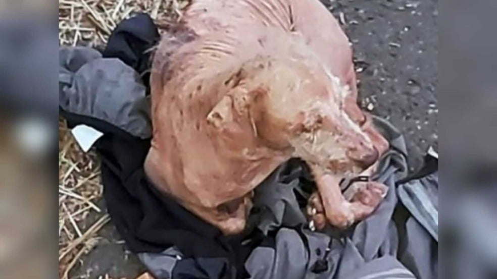 Cachorro deitado em jaqueta no chão