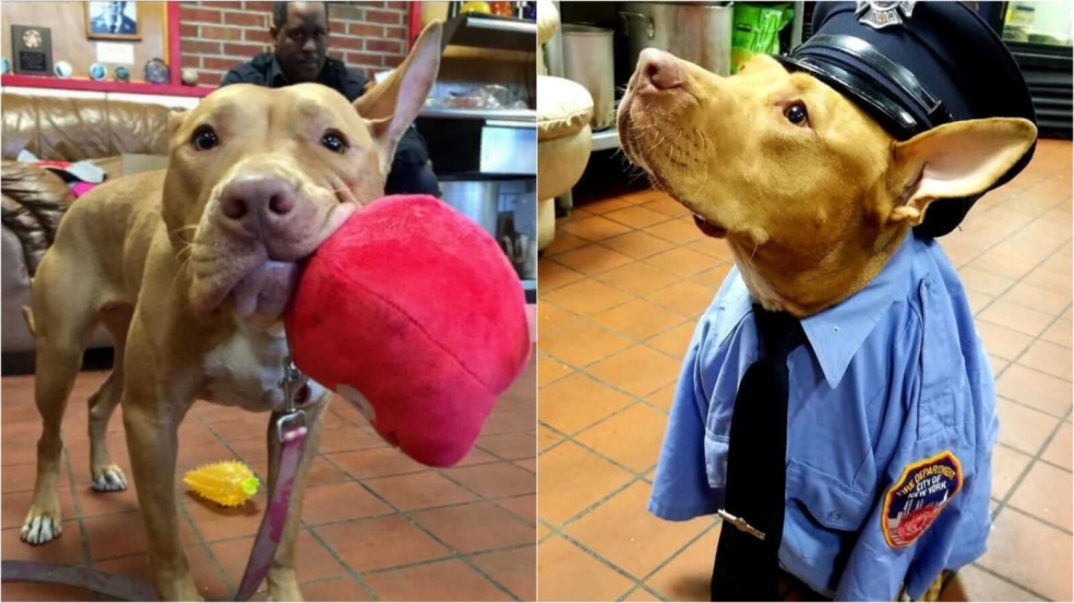 Pitbull em Corpo de Bombeiros Pitbull em Corpo de Bombeiros