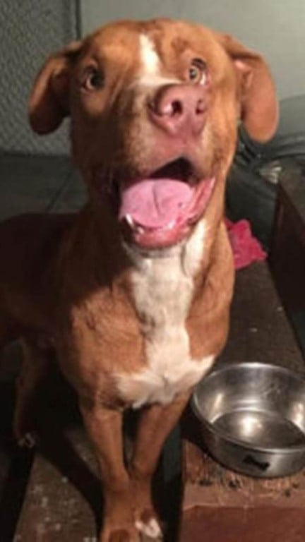 Cachorro abandonado por ter rosto deformado só tinha amor para dar