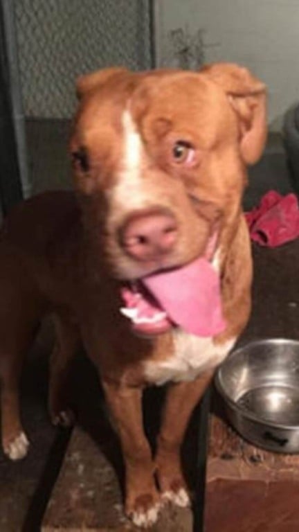 Cachorro abandonado por ter rosto deformado só tinha amor para dar