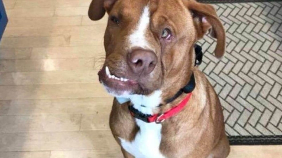 Cachorro abandonado por ter rosto deformado só tinha amor para dar