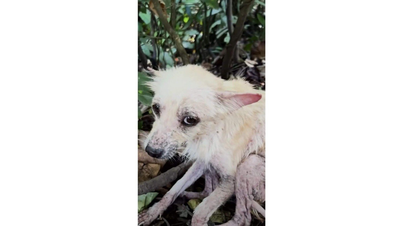 Cachorro abandonado em floresta