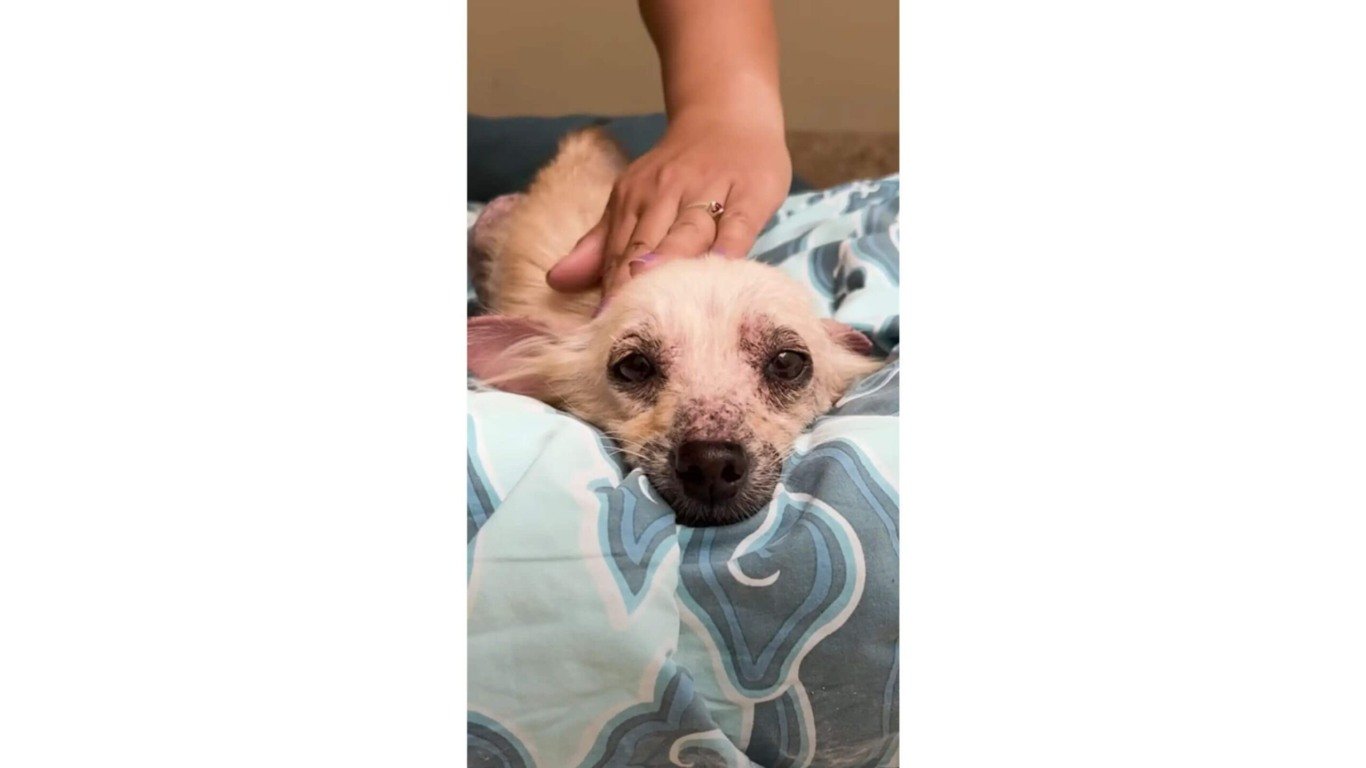 Cachorro abandonado resgatado