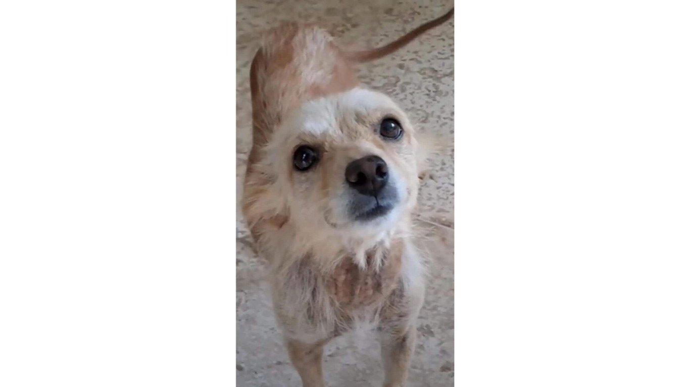 Cachorro abandonado resgatado