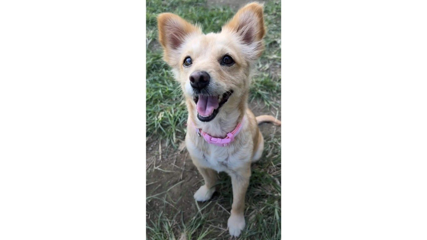 Cachorro abandonado resgatado