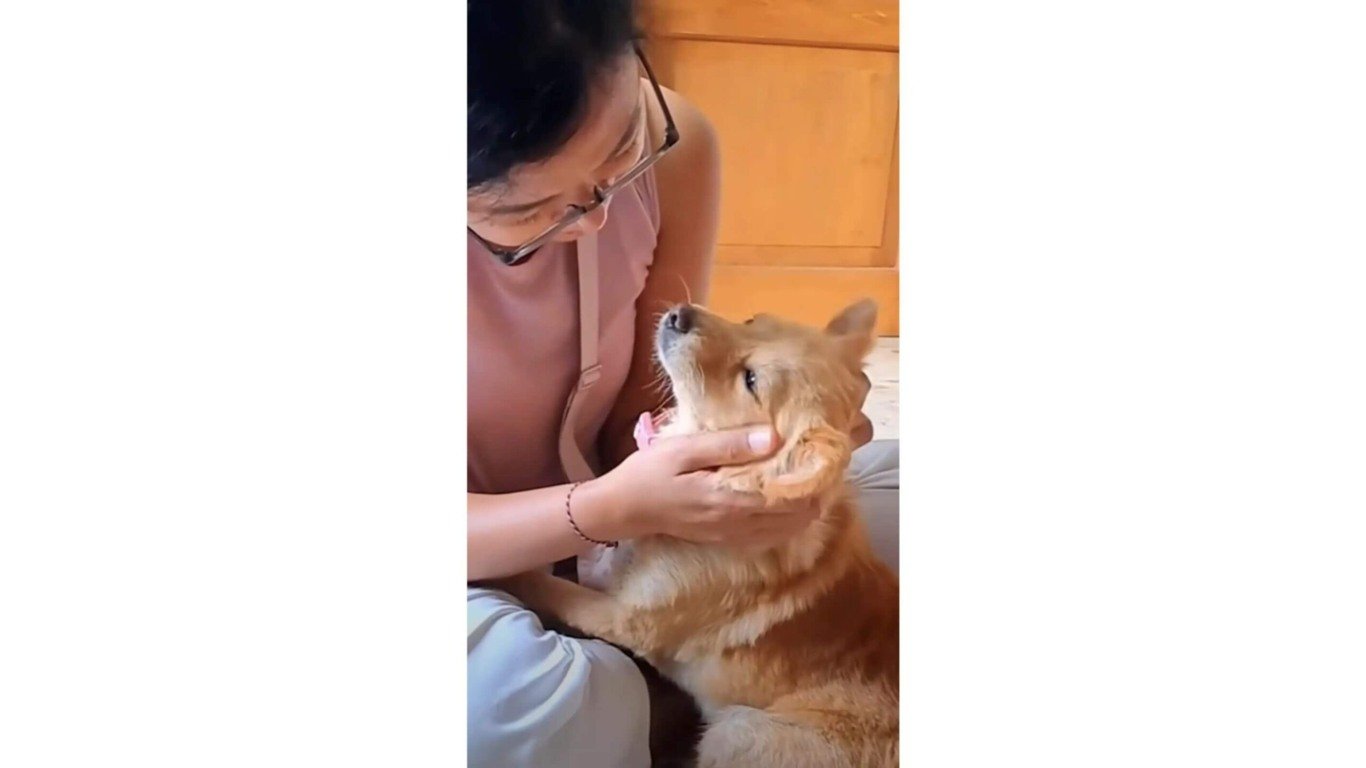 Cachorro abandonado resgatado