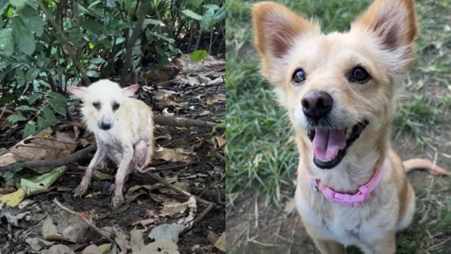 Cachorro abandonado em floresta