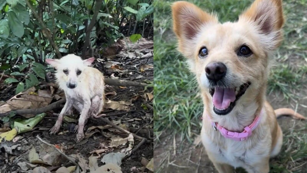Cachorro abandonado em floresta