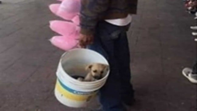 Idoso com algodões-doces carregando cachorrinho em balde