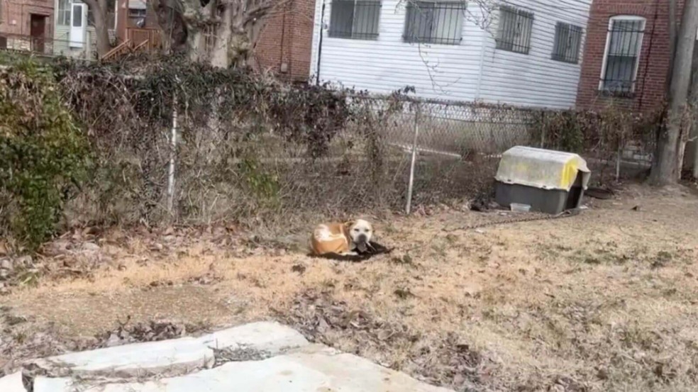 Foto: Stray Rescue of St. Louis (SRSL)