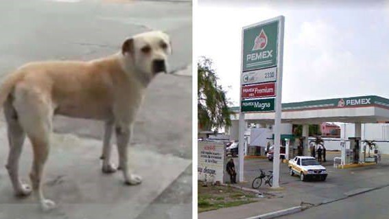 Foto: adote um cachorro