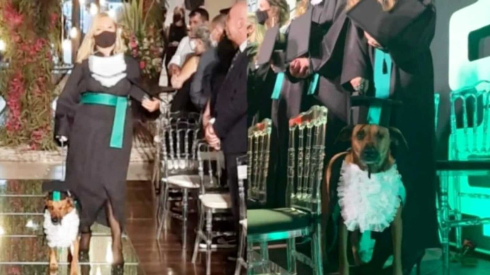 Cachorro em formatura