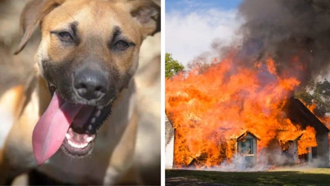 (Foto: Reprodução/Freepik/Canva)