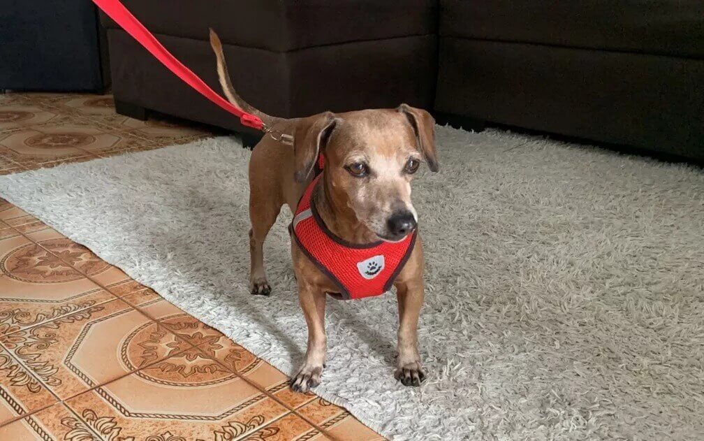 Cachorro de coleira vermelha