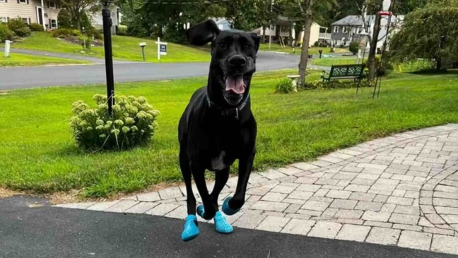 (Foto: Reprodução/thedodo/Holly Smith)