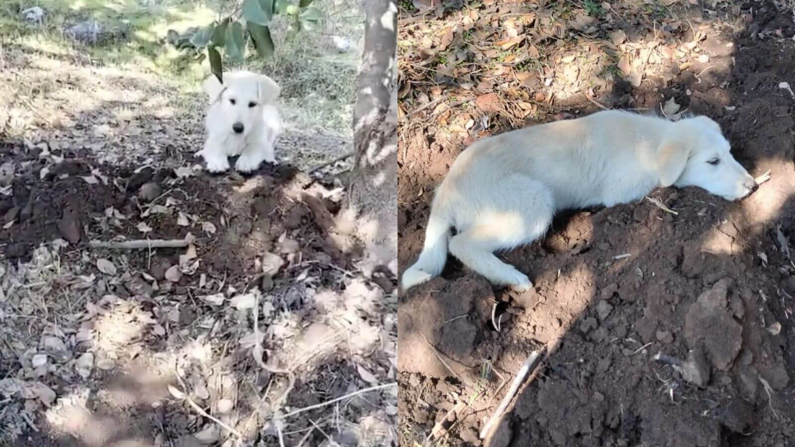 Cachorro amado envia anjo do céu para sua família durante enterro