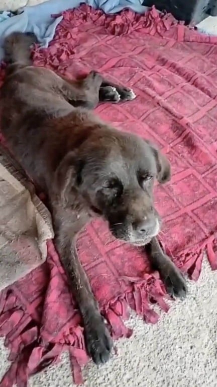 Cachorro amado envia anjo do céu para sua família durante enterro