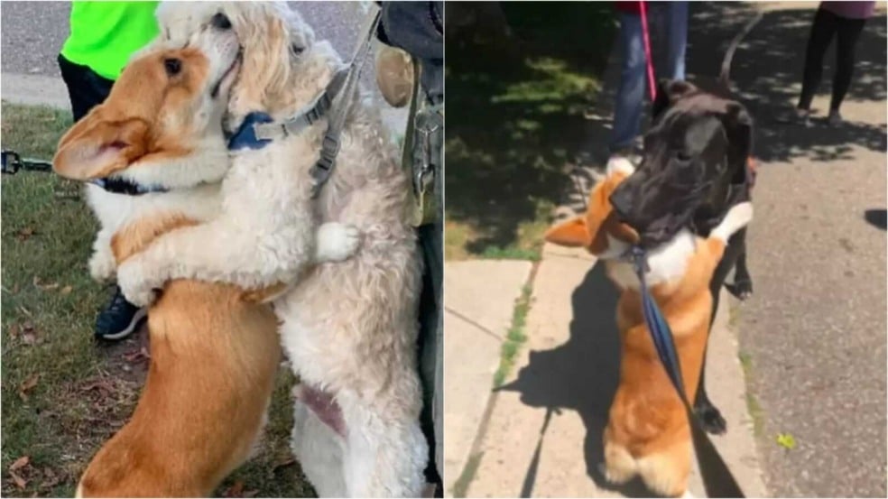 Cachorros se abraçando