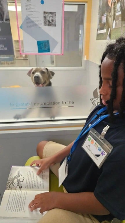 Criança lê livro para cachorro em abrigo