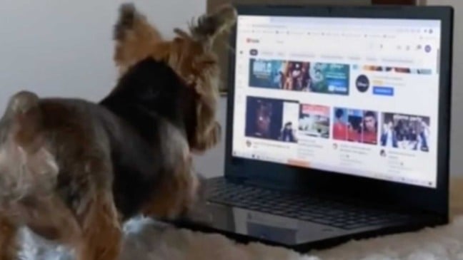 Cachorro Yorkie mexendo em notebook