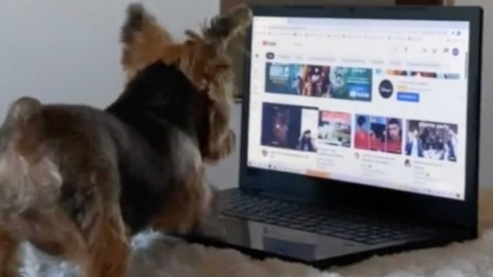 Cachorro Yorkie mexendo em notebook