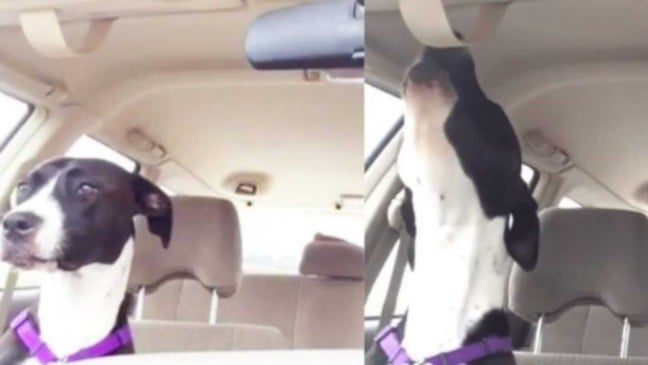 Cachorro uivando em carro