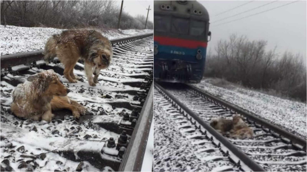 Dois cachorros em linha de trem Dois cachorros em linha de trem
