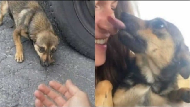 Cachorro resgatado por mulher em estrada