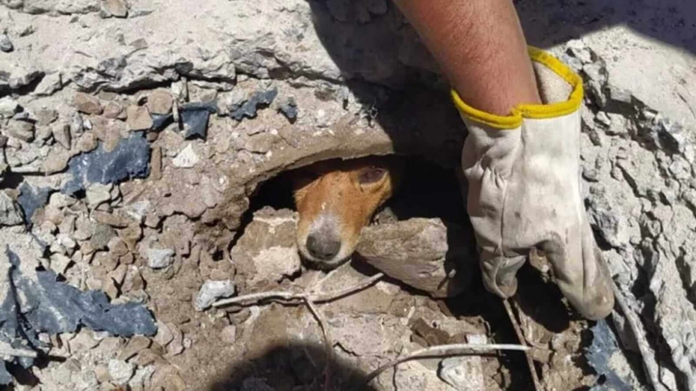 Cachorro preso em bueiro