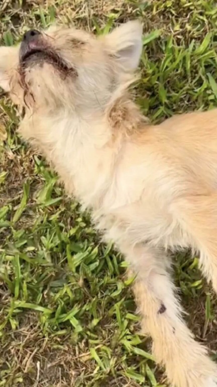 Cachorro atropelado ganha cadeira de rodas