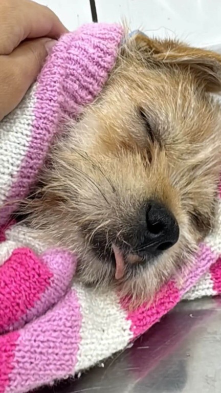 Cachorro atropelado ganha cadeira de rodas