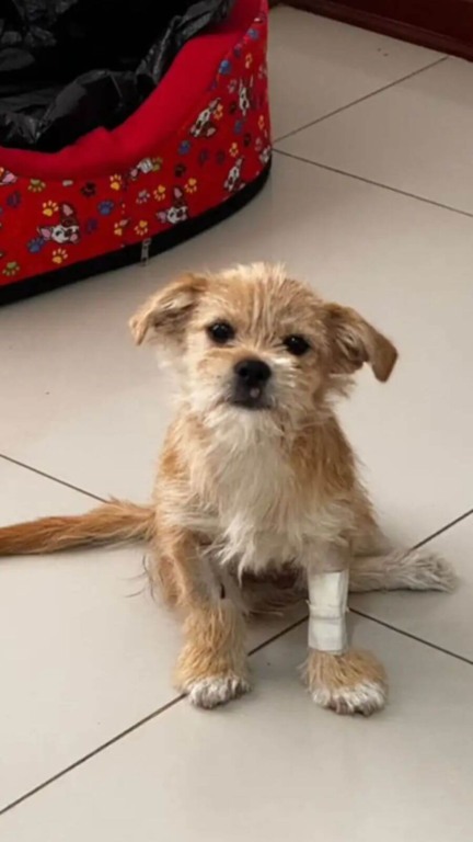 Cachorro atropelado ganha cadeira de rodas