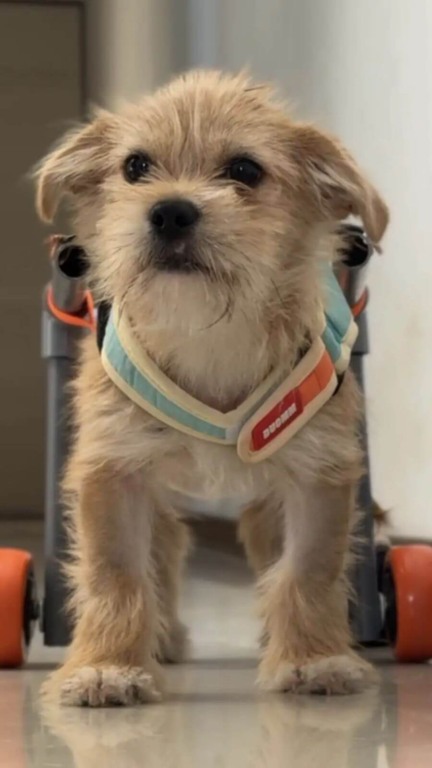 Cachorro atropelado ganha cadeira de rodas